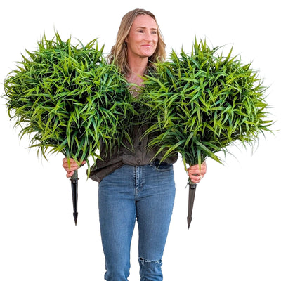 365 Curb Appeal Topiary ball Spiked Spider Lilly Bush